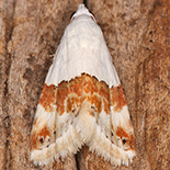 Eublemma hemichiasma